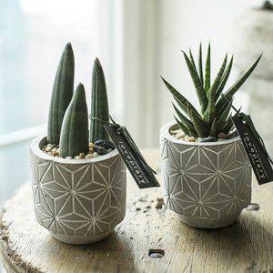 [텐바이텐]거실인테리어화분 스투키 북유럽 시멘트 미니다육식물