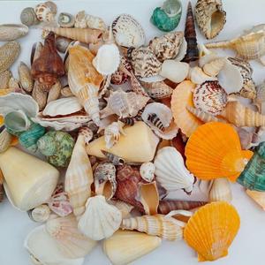 [뉴화성] 250g 혼합 천연 조개껍데기