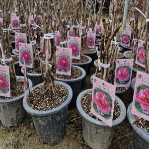 향수묘목농원 목단(모란)나무  4-6지 겹꽃 개화주 화분묘