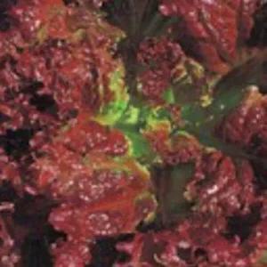 [셀러허브 패션][JHL24472_51CX]쌈 잎 상추 야채 채소 종자 씨앗 40g