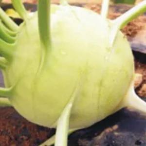 [셀러허브 패션][JHL28PUS_51CX]야채 청콜라비 채소 종자 씨앗 300립