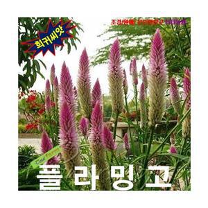 (씨앗나라) 여우꼬리(플라밍고) 맨드라미 씨앗 10립