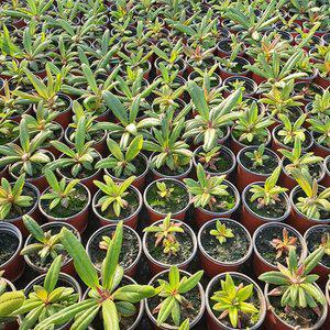 울릉도 만병초 / 4치 포트