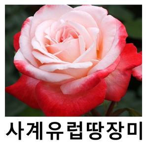 사계유럽땅장미나무 묘목 탄쵸 개화주