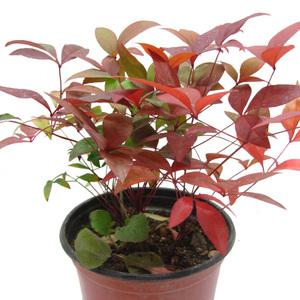 남천 오색남천 단풍 나무 공기정화 식물 키우기 노지월동 화단 정원 꾸미기