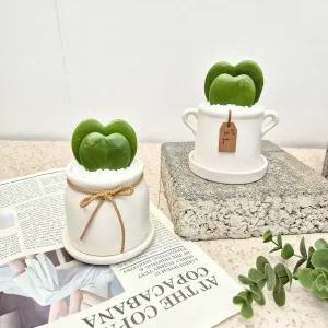 하트선인장 더블하트호야 두촉 호야케리 미니 다육이 공기정화식물 - 침실 공부방 미니화분