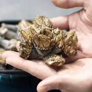 국내산 급냉 거북손 500g