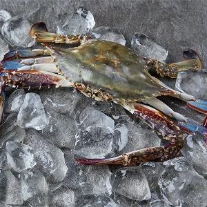 [자연맛남][산지직송] 전남 고흥 활 숫꽃게 3kg (kg당3-4미)