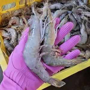 싱싱햇 국산 생물 자연산 대하 생새우 생대하 새우 1kg