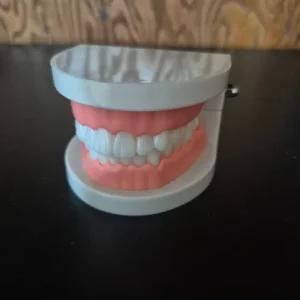 구강 치아 모형