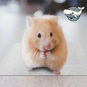 햄스터 여름 쿨패드 알루미늄 쿨매트 시원한