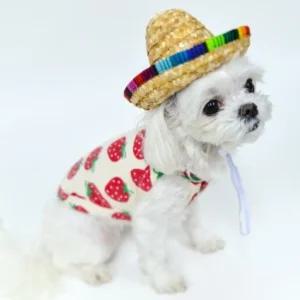 강아지 생일 파티 솜브레로 모자산책용 산책용 애견 반려견 패션 애완견