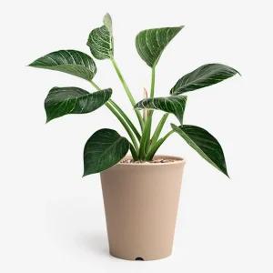 히키스 플랜트 봄 분갈이 가벼운 라운드 베이직 화분미니 몬스테라 도매 허브 학교 조화 홈가드닝 갈이 목