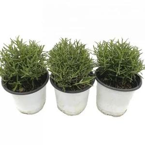 베하몰 실내 화초 1+1+1 로즈마리 소품 허브 약7cm식물기르기 기르기 키우기 재배