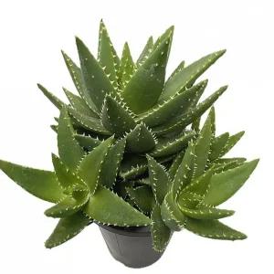 베하몰 실내 화초 용산 다육 선인장 36cm식물 이식물 인테리어 인테리어용 다육이