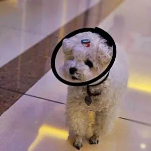 반투명 강아지 넥카라 깔대기 5호 강아지 강아지 넥카라 고양이 깔대기 중형견넥카라 플라스틱