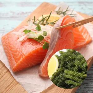 노르웨이 생연어 필렛 500g+바다포도 50g 세트(초장증정)