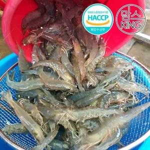 갤러리아 [공룡나라]태풍과학수산원 공룡새우/활새우/생새우 1kg 국내산양