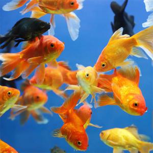 서진열대어-금붕어 마구잡이 금붕어 4~6cm 10마리