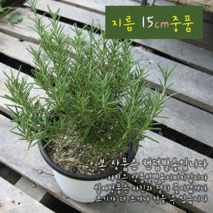로즈마리(Rosemary) 지름 15cm중품화분 (상토와 마사만사용)