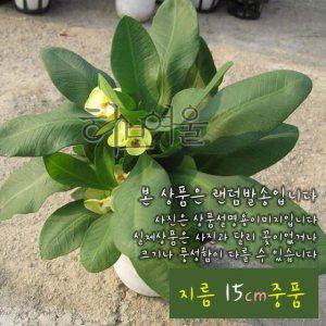 대왕꽃기린 노랑 (슈퍼꽃기린) 지름 15cm 중품다육화분 (상토와 마사만 사용한 건강한다육)