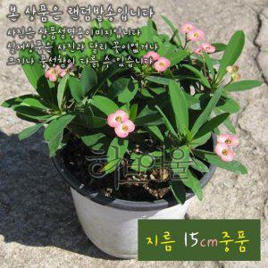 (꽃기린) 꽃기린 핑크(Pink 분홍) 지름 15cm 중품화분 다육