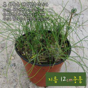 (다육) 프린시피스 (알부카/ 꽃에서 바닐라향 구근식물) 지름 12cm 중품화분