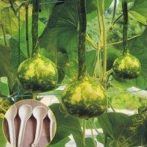 조롱박씨앗 종자 공예용청자박씨앗 5립 청자박 긴바가지형씨앗