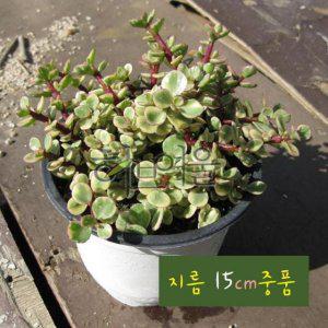 (다육) 아악무 (토피어리 코끼리 풀) 지름 15cm 중품화분