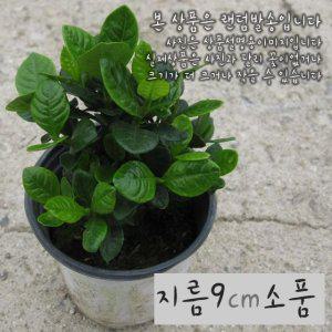 꽃 치자 (흰색꽃 달콤한 향자스민) 지름 9cm 소품화분 (상토와 마사만사용)