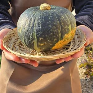 국내산 단호박 2~10kg  가족을 위한 선택