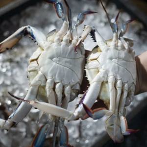 [푸디앤] 활 꽃게 3kg (9-15미) / 암수랜덤이지만 대부분 숫꽃게