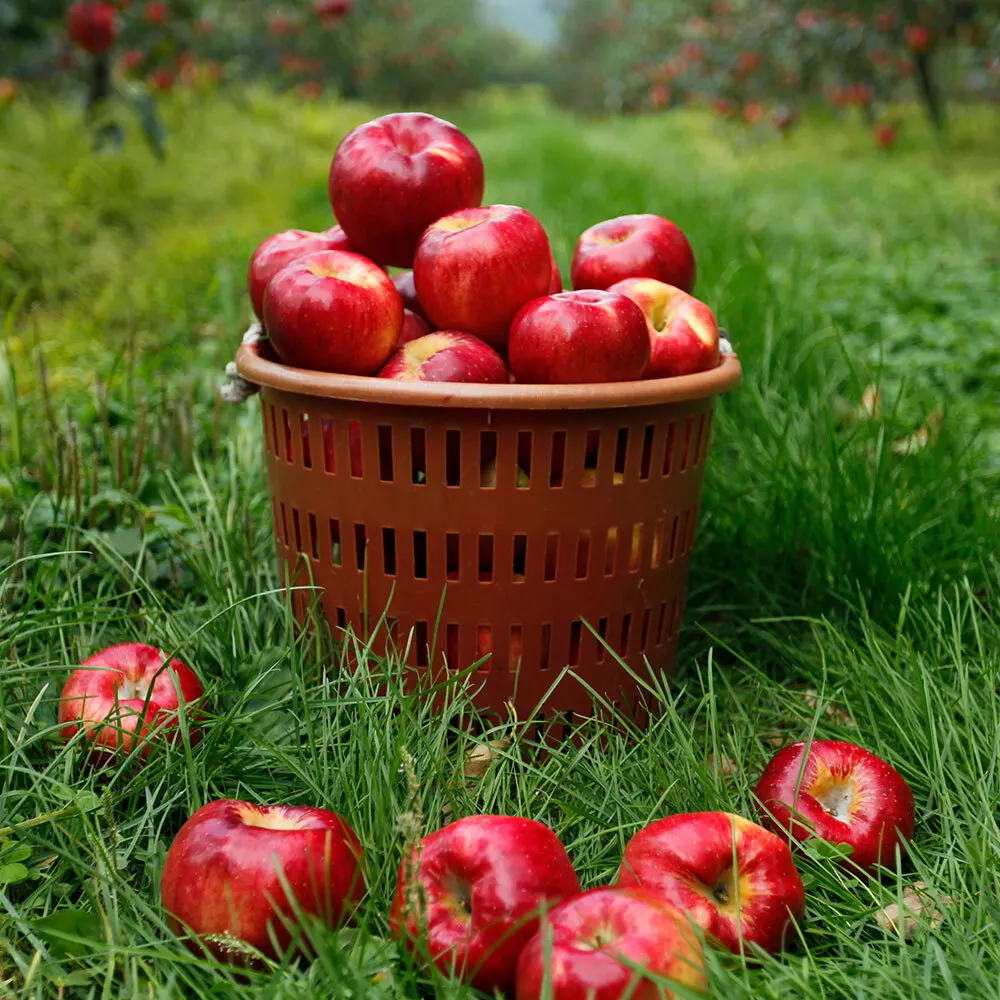 [오늘담은] 정품 햇사과 2kg 13-16과 /꼬마