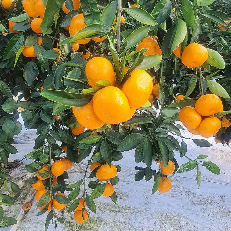 제주 타이백 감귤 2.5kg~ 새콤달콤 높은 당도 제주 자연 그대로~ 제주산지직송