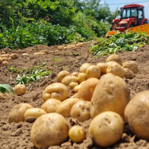 한국 국내산 강원도 담백한 두백 감자 2kg 3kg 5kg