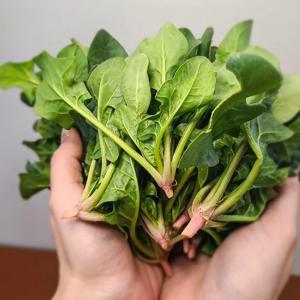 포항 영해초 시금치 1kg