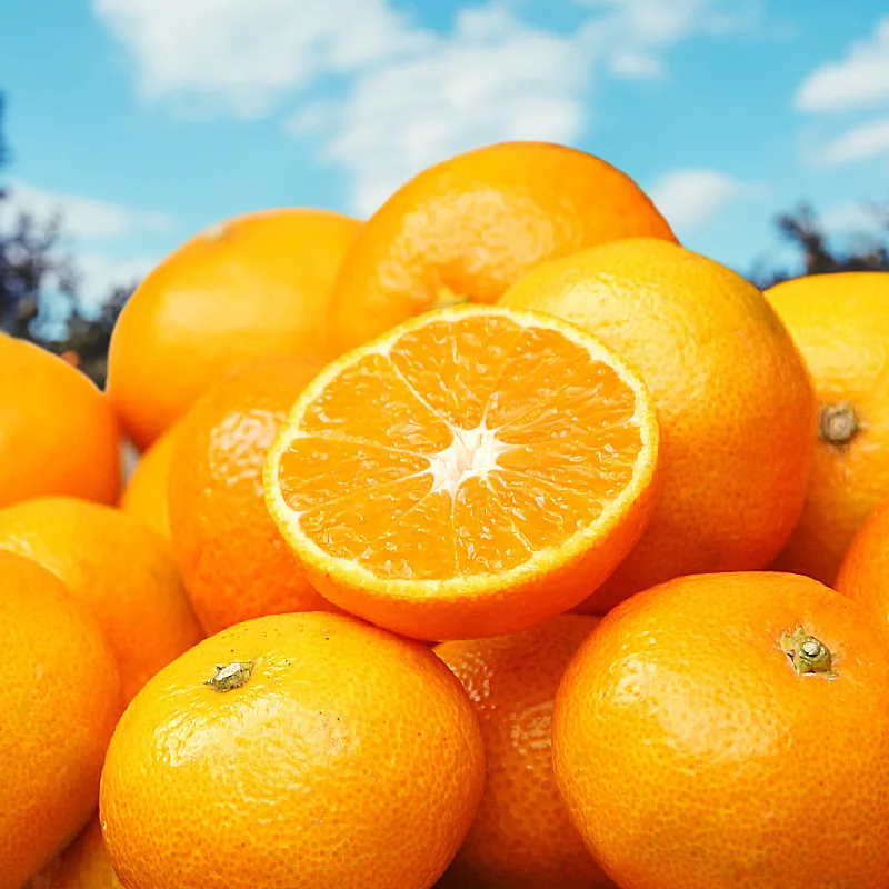 [푸디앤] 제주 타이백 감귤 (2.5kg~9kg)