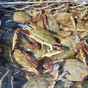 태안 활 꽃게 4kg 12-15미 / 암수랜덤