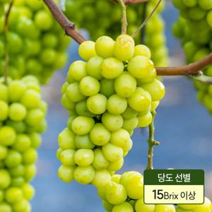 신선미가 고당도 샤인머스캣 망고포도 경산 영천 산지직송 2kg (3수)