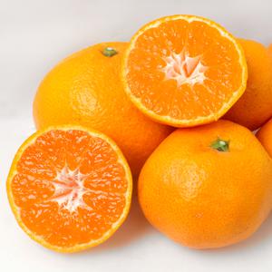 [산지직송] 제주 돌담 극조생 타이벡 감귤 2.5kg / 4.5kg