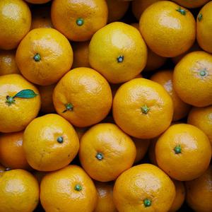 제주 노지 감귤 5kg 조생귤 타이벡 서귀포 랜덤과