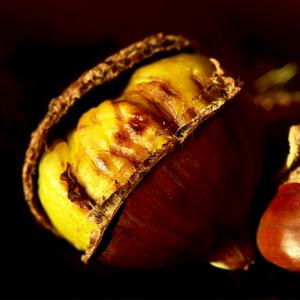 25년 출하 홀딱 벗겨지는 포르단밤 칼집밤 특 3kg 국내산 칼집 군밤