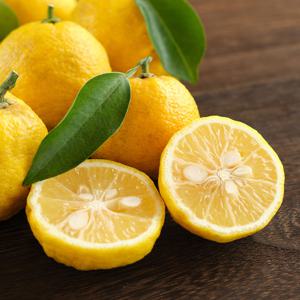 산지직송 고흥 햇 유자 못난이 혼합과