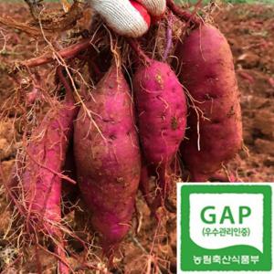 해남 햇 밤고구마 꿀고구마 베니하루카고구마 5kg GAP인증 25년 햇밤고구마 (한입 중상 특상 왕대)