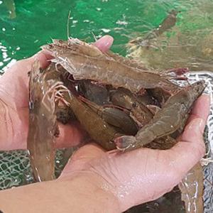 흰다리새우 생새우 회 활새우  1kg(25미내외) / 수령 당일 횟감 가능 (빙장포장)