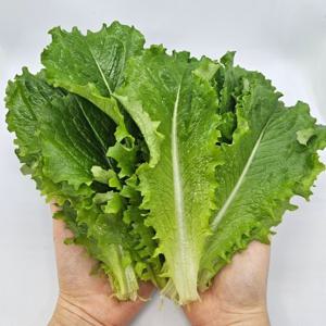 로메인 청상추1kg  로메인 청상추1kg