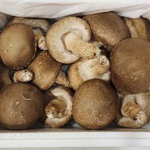 송이버섯과 표고버섯을 다 느낄 수 있는 유일한 버섯 송화버섯 1박스 500g내외 20-25개 내외