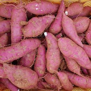 해남 고구마 꿀고구마 베니하루카 대왕 3kg  -최저가 행사/ 무료배송 이벤트