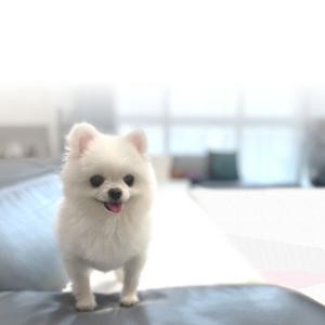 옵션독 강아지 계단 슬라이드 스텝 애견 프리미엄