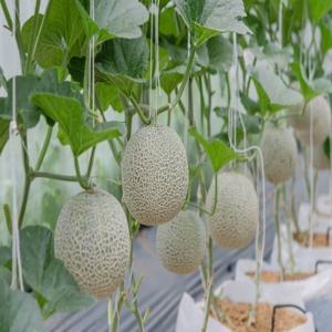 율이네 고당도 꿀 머스크멜론 / 메론2통(3kg 내외) 외